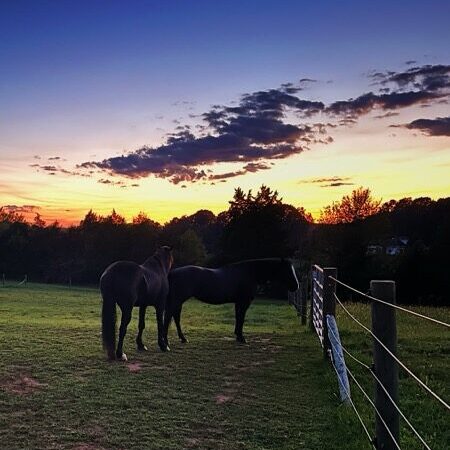 horses in pasture, Rockingham County, NC